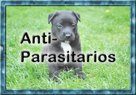 linea mascotas
anti-parasitarios